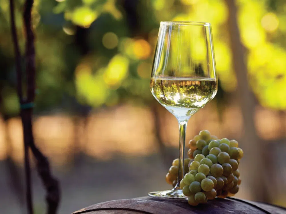 Lokal Wine